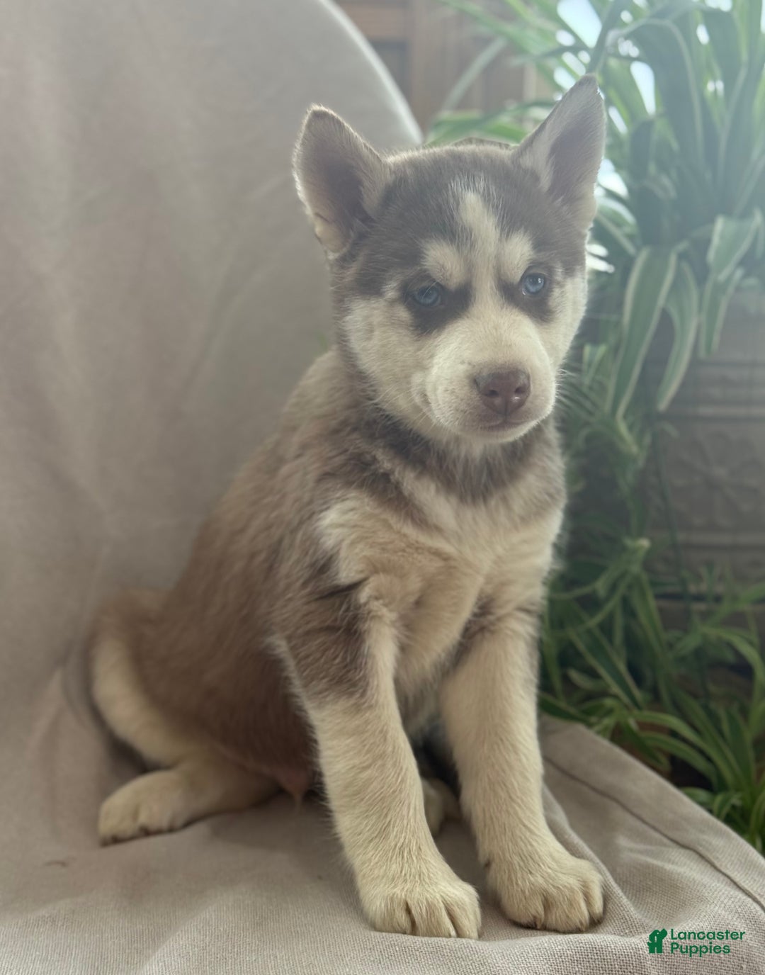 Siberian Husky dogs for sale: Leo - Ad 8