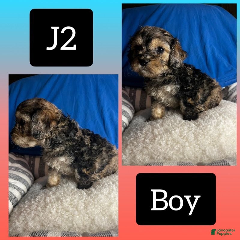 Cavapoo dogs Cavapoo 2 - Ad 12