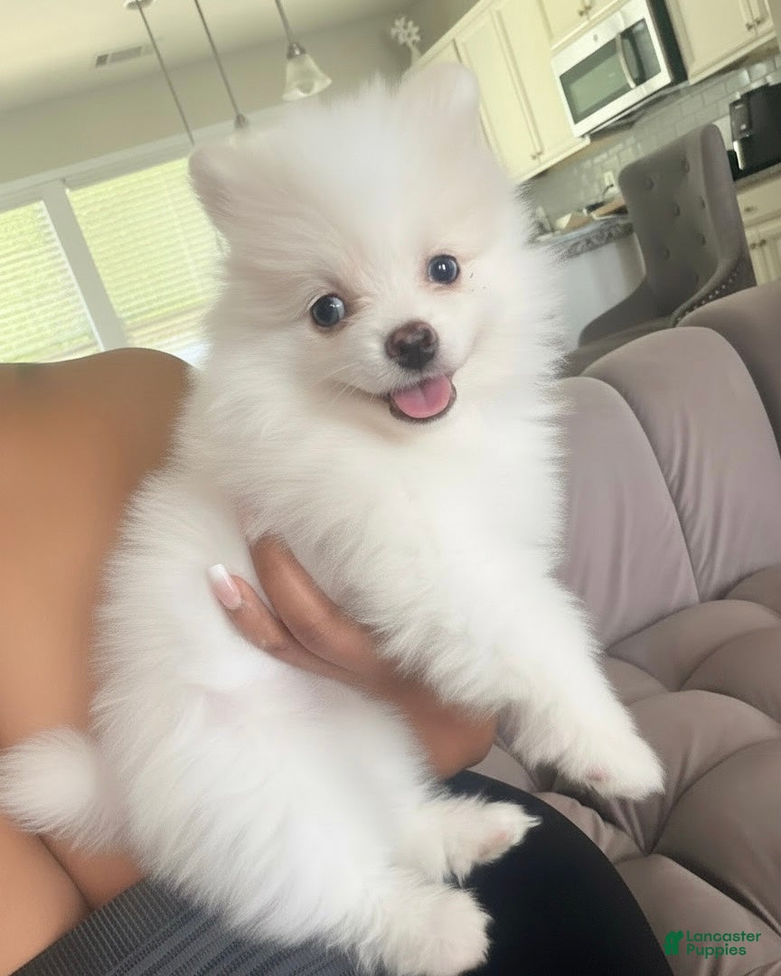 Pomeranian dogs Pomeranian Puppy 1 - Ad 17