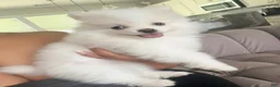 Pomeranian dogs for sale: Pomeranian Puppy 1 - Ad 1