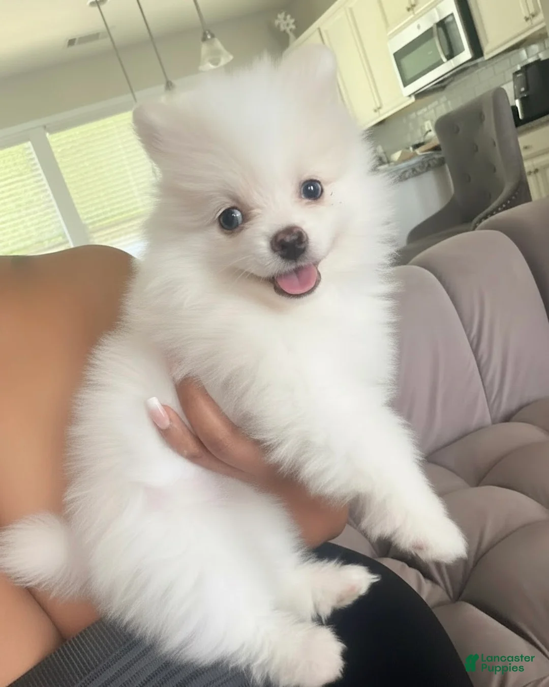 Pomeranian dogs for sale: Pomeranian Puppy 1 - Ad 1