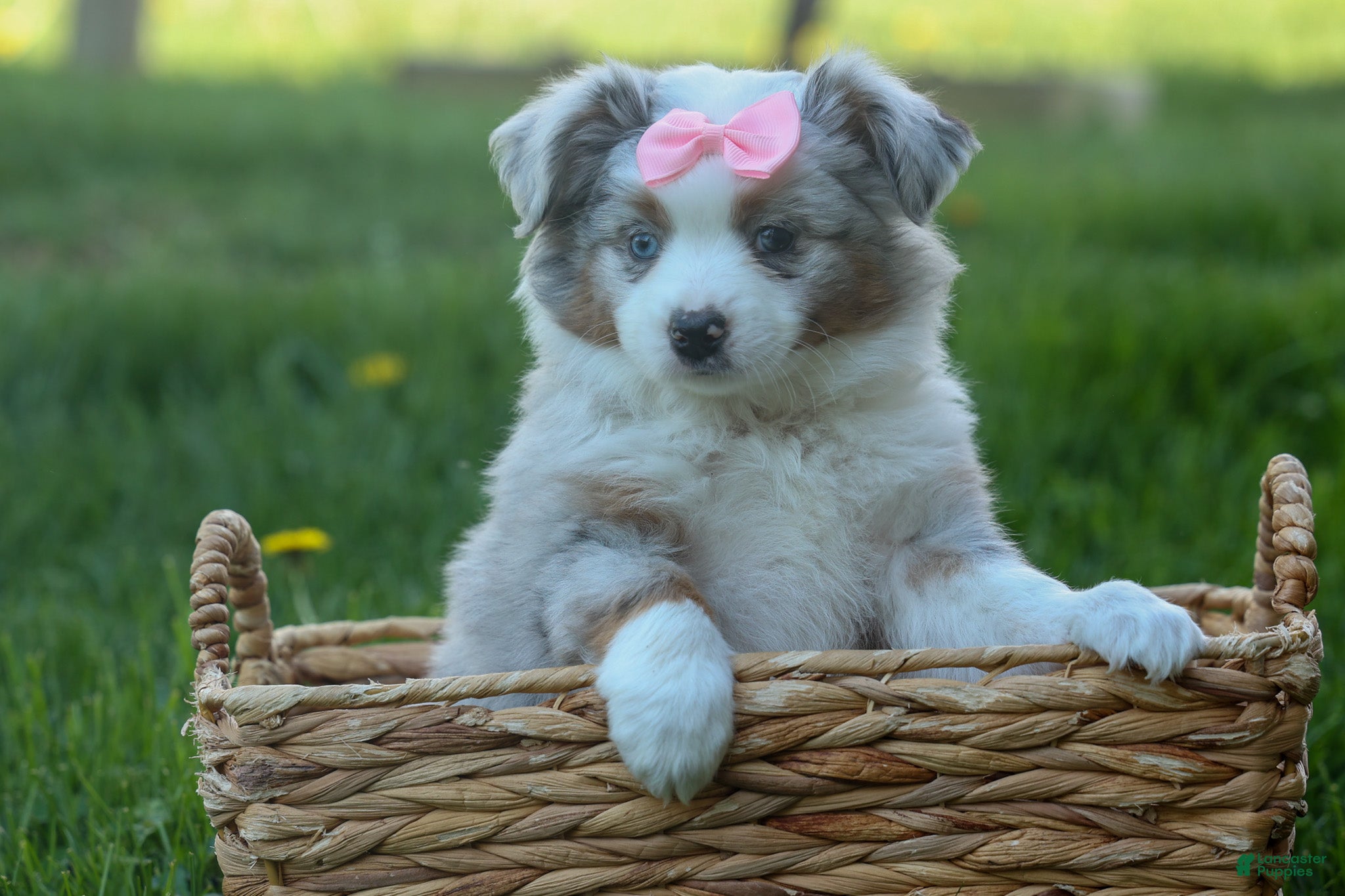 Australian Shepherd dogs MIA - Ad 2