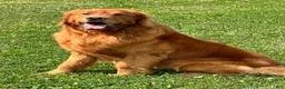 Golden Retriever dogs for stud: Kinser - Ad 5