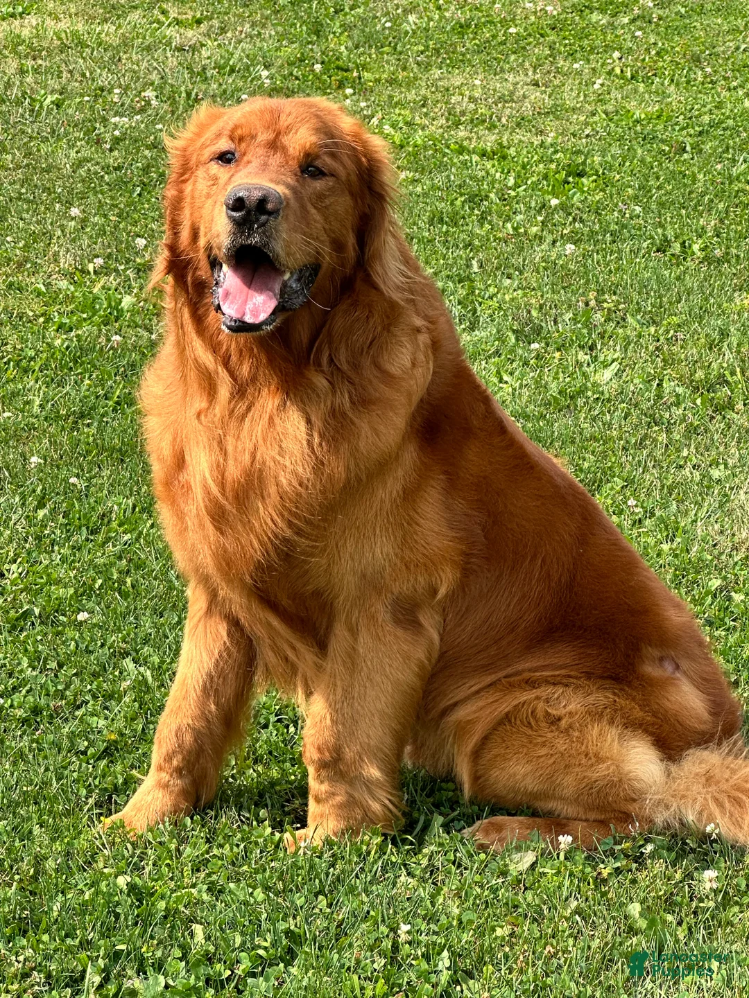 Golden Retriever dogs for stud: Kinser - Ad 5