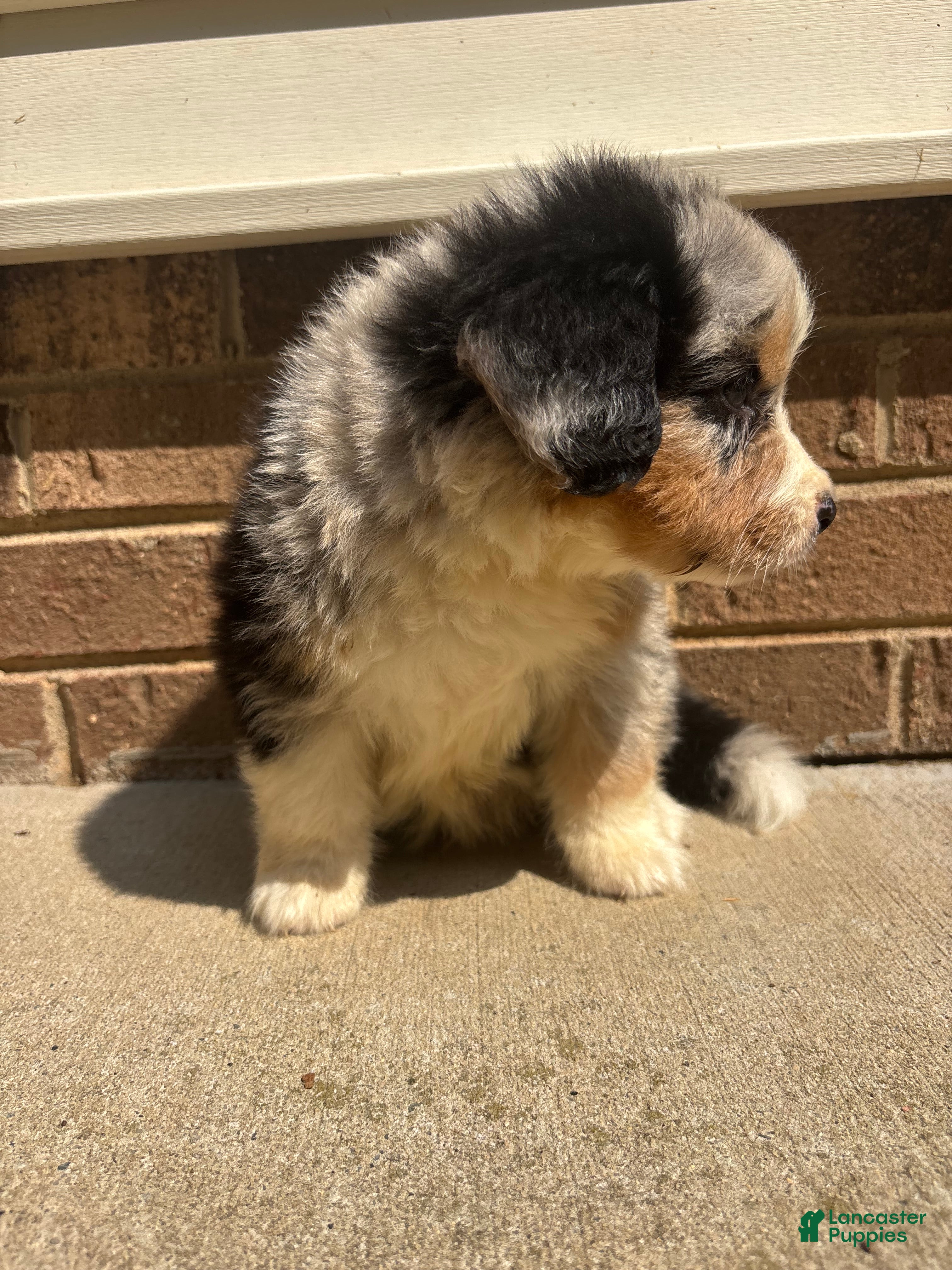 Mixed Breed dogs Blue Merle 3 - Ad 2