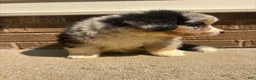 Mixed Breed dogs for sale: Blue Merle 3 - Ad 2