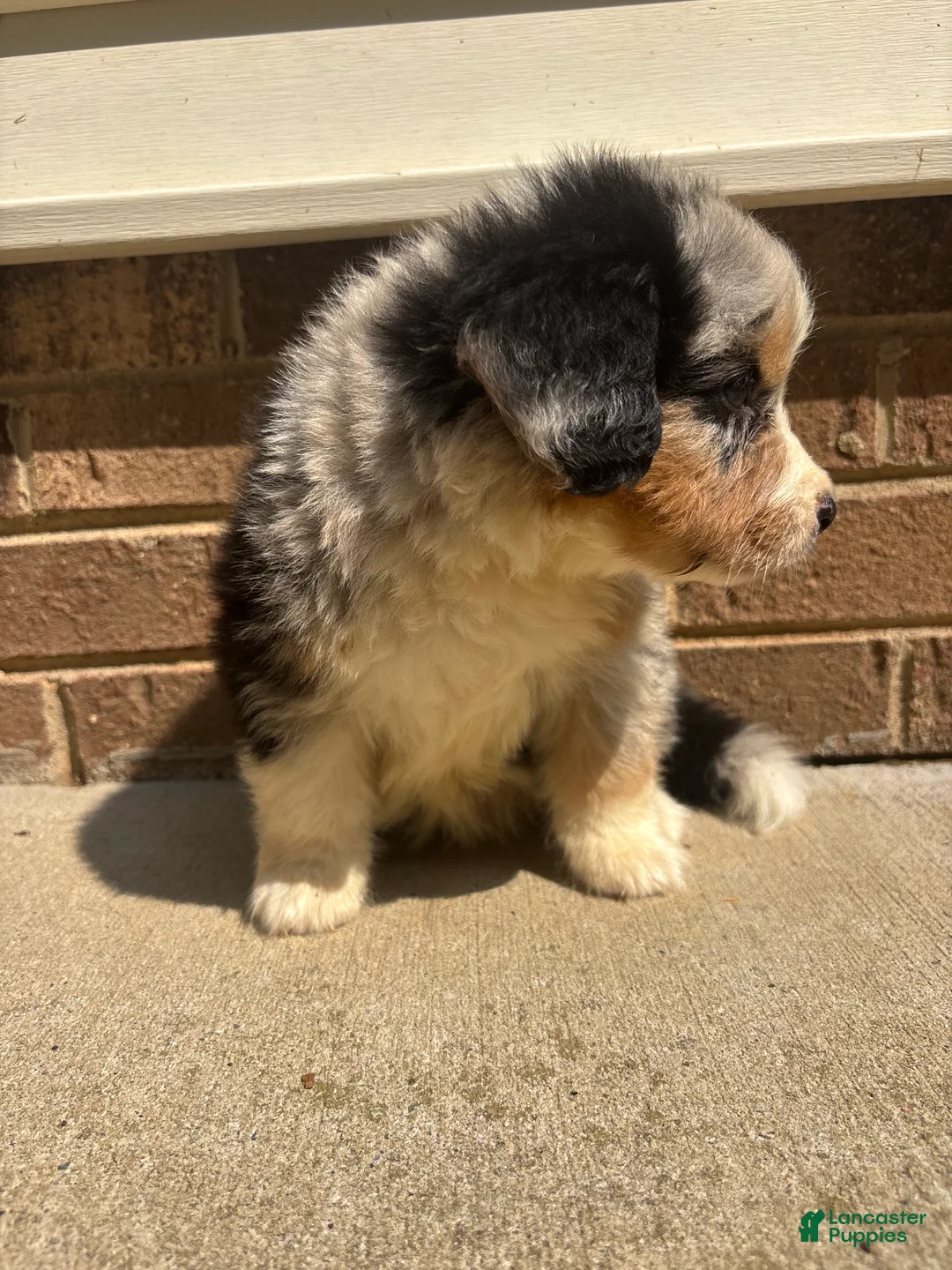Mixed Breed dogs for sale: Blue Merle 3 - Ad 2