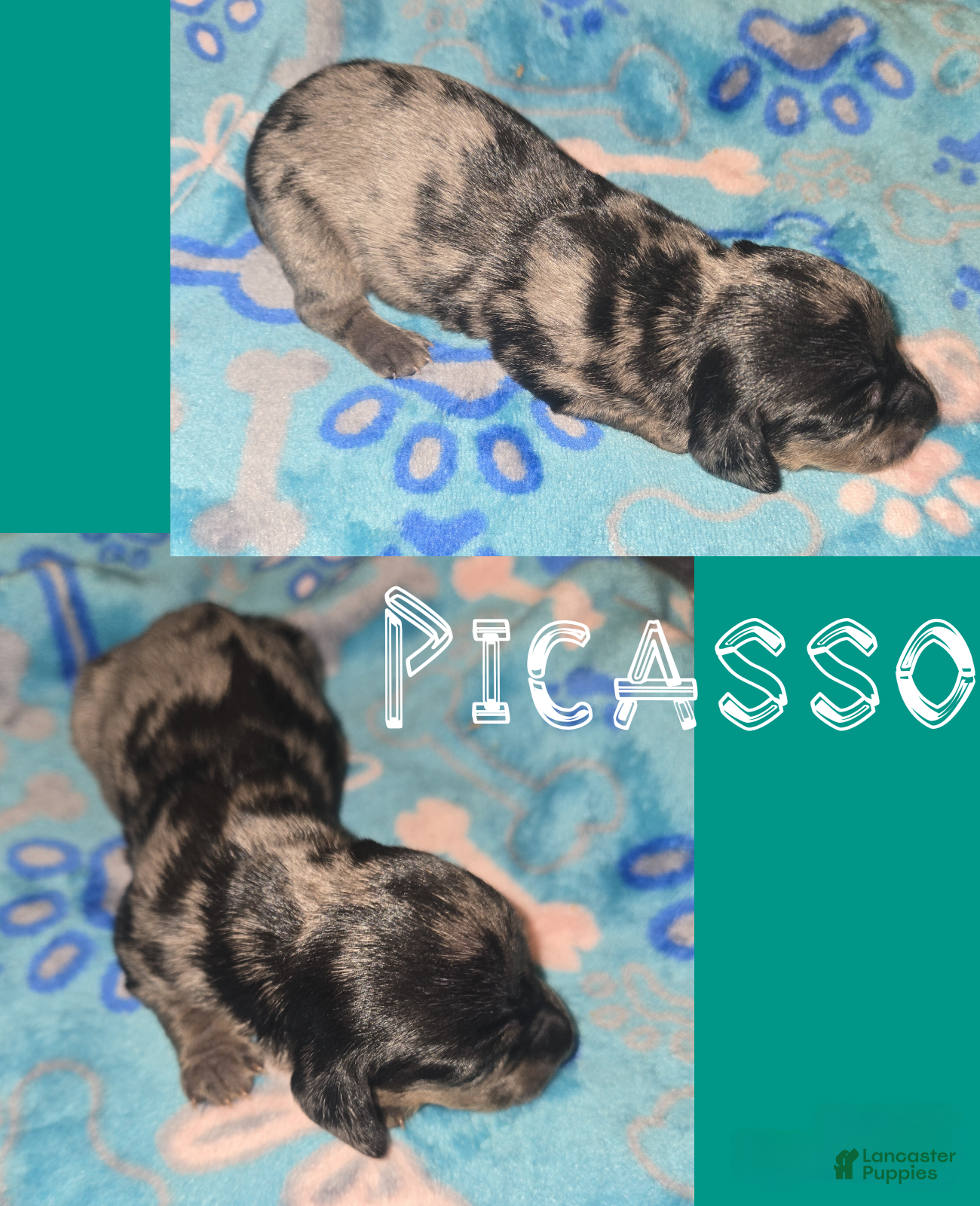 Miniature Dachshund dogs for sale: Picasso  - Ad 1