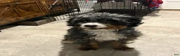 Bernedoodle dogs for sale: Bo - Ad 5