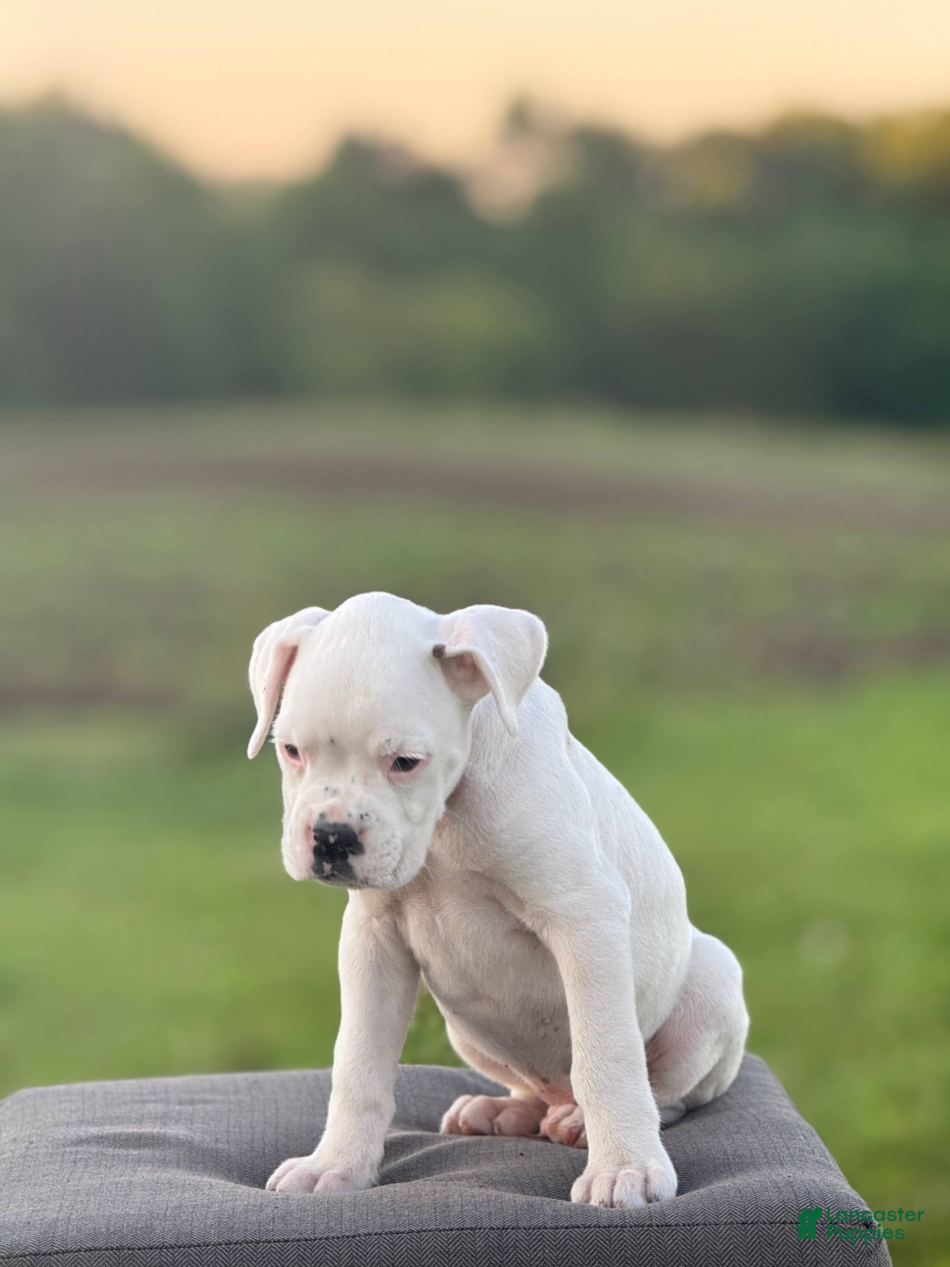 Boxer dogs Thyme - Ad 1