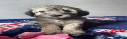 Havapoo dogs for sale: Lena - Ad 1