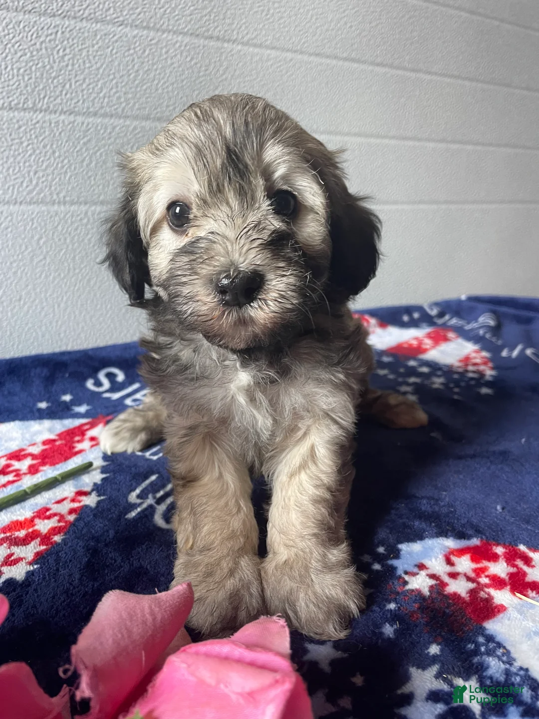 Havapoo dogs for sale: Lena - Ad 1