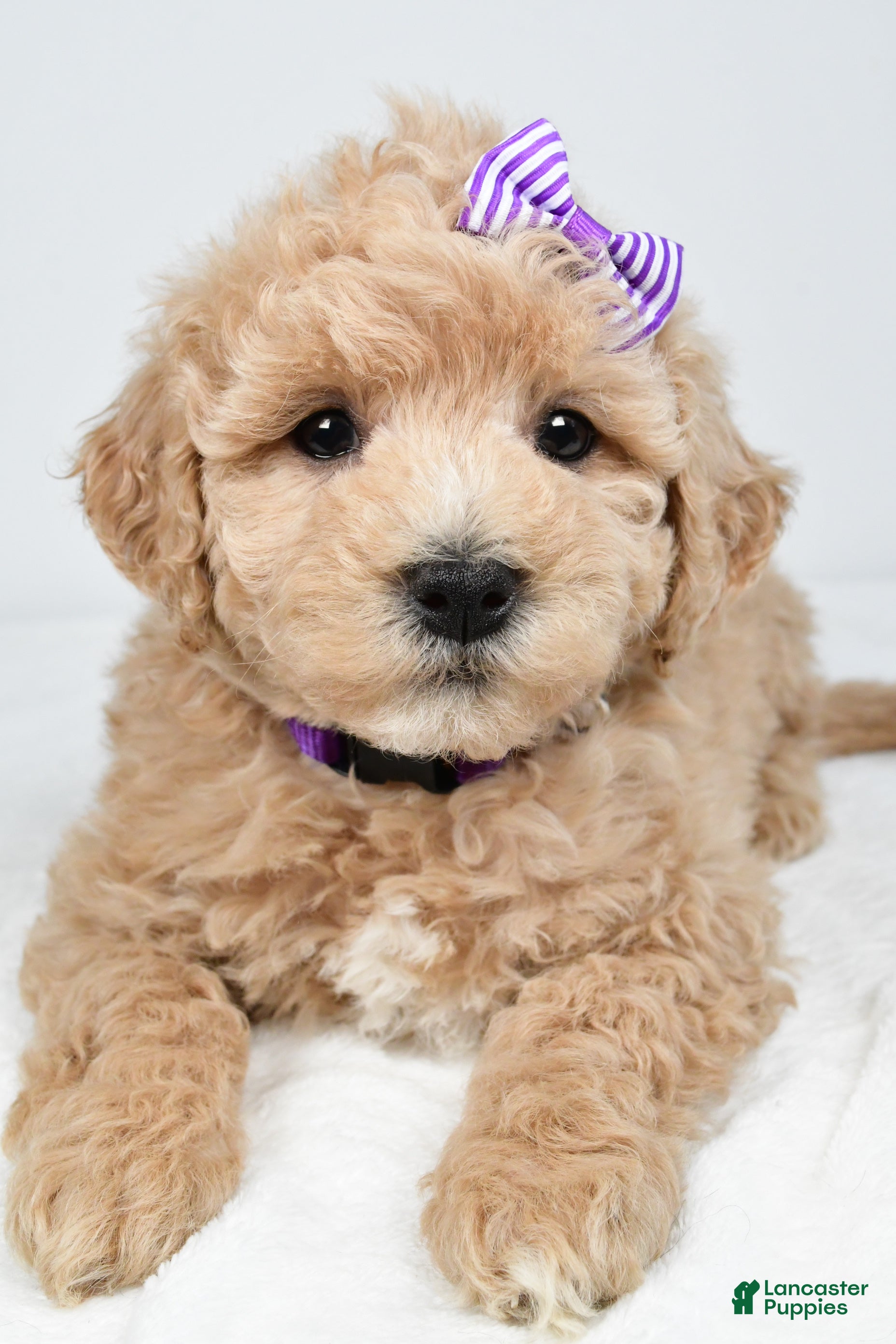Mini Goldendoodle dogs Nancy - Ad 1
