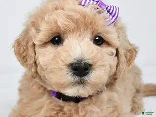 Mini Goldendoodle dogs for sale: Nancy - Ad 2
