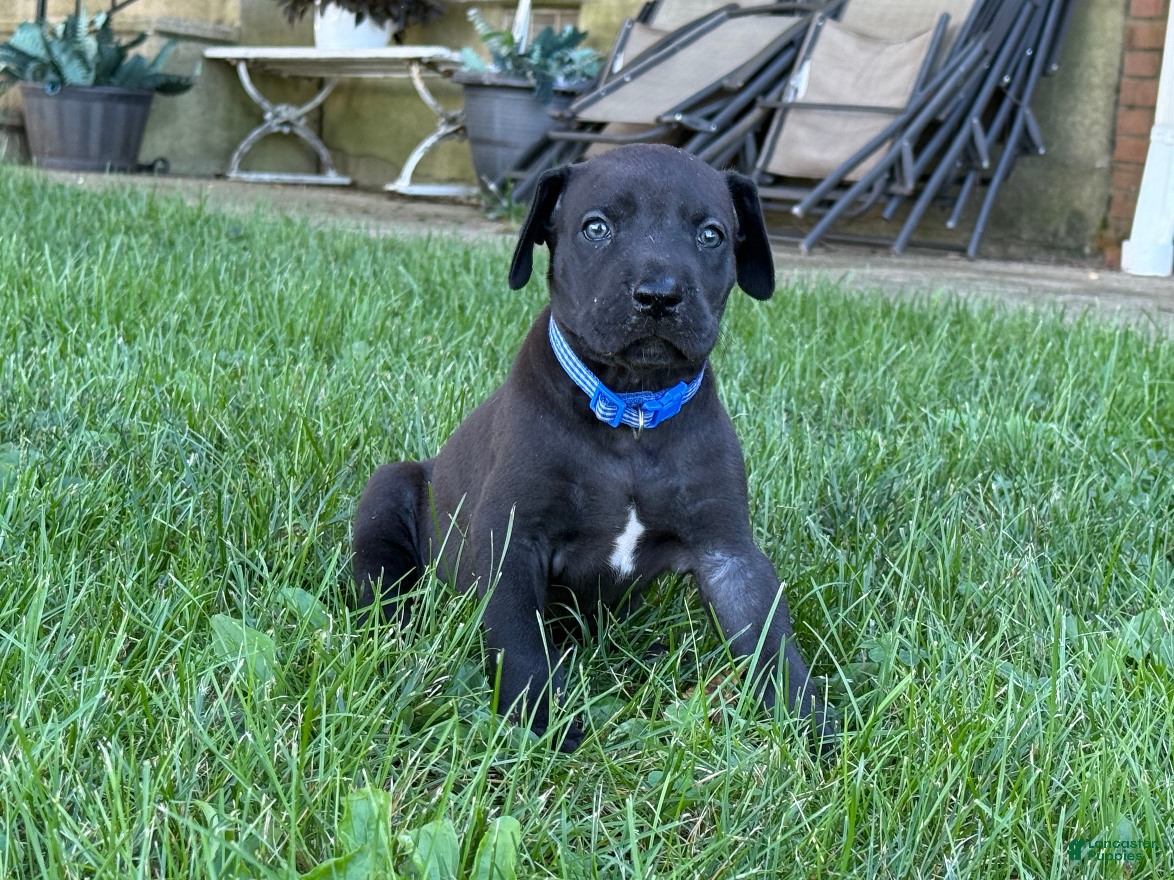 Great Dane dogs Male  - Ad 2