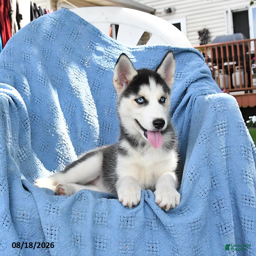 Siberian Husky dogs Bubbles - Ad 2