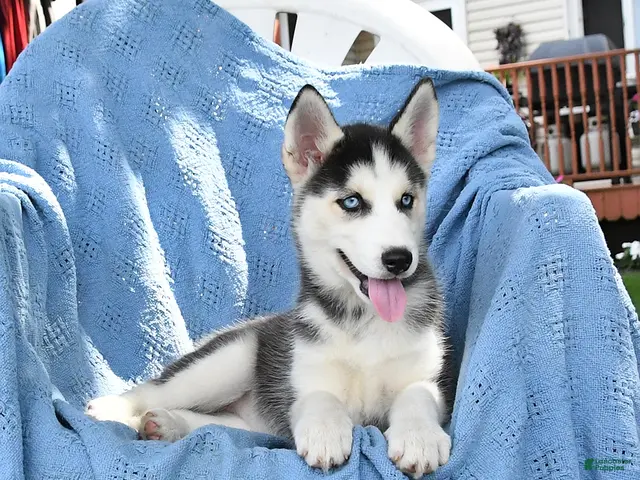 Siberian Husky dogs for sale: Bubbles - Ad 2