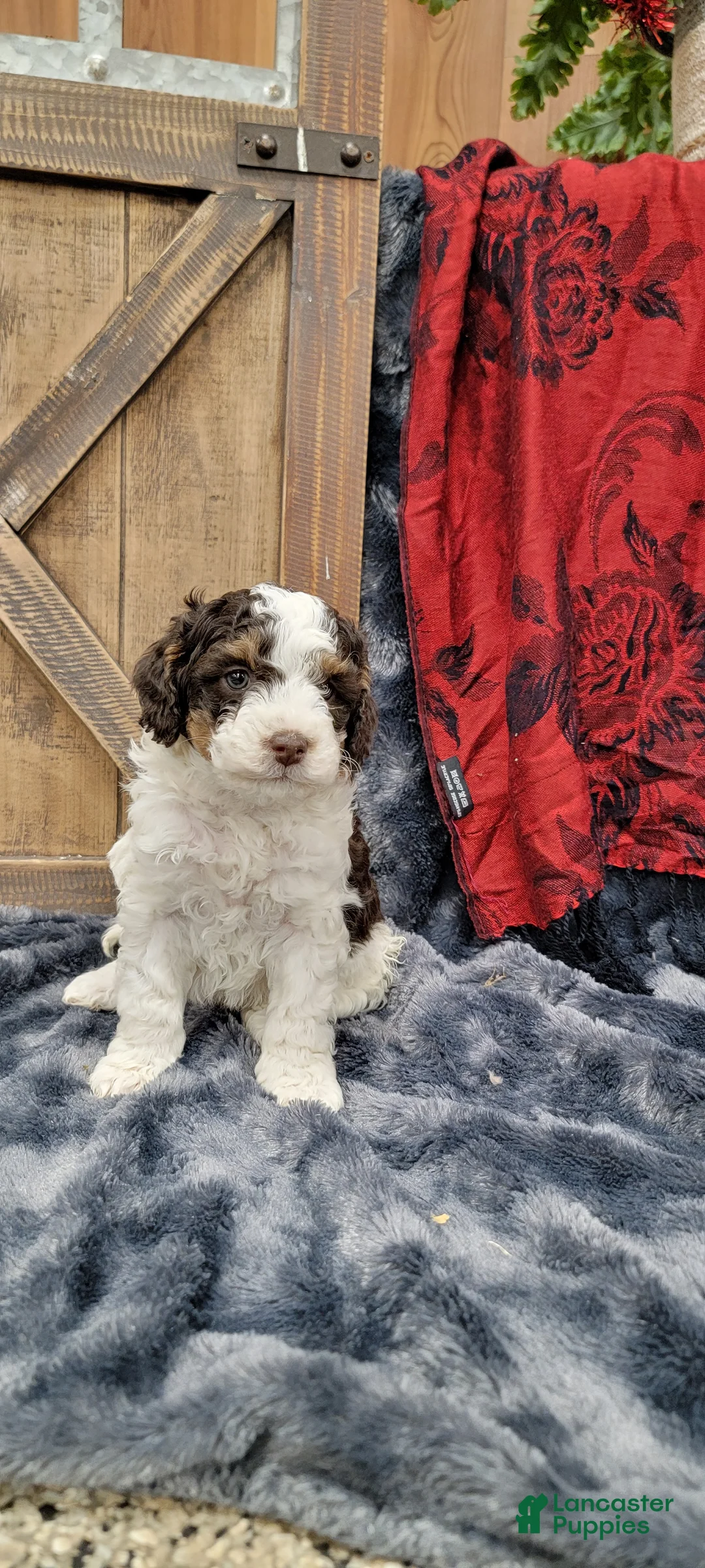 Cockapoo dogs for sale: Sonny - Ad 5