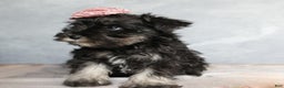 Miniature Schnauzer dogs for sale: Gracie - Ad 3