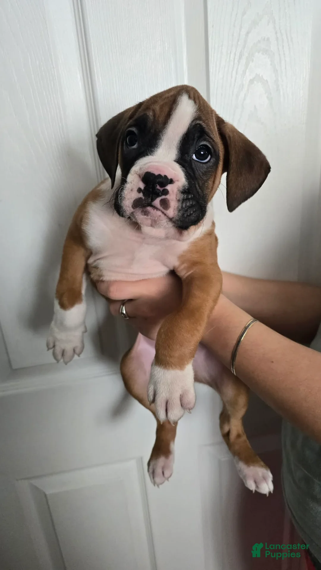 Boxer dogs for sale: S'more - Ad 3