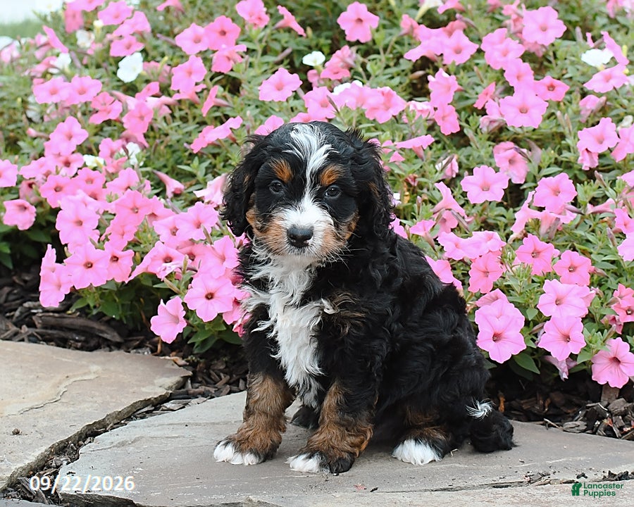 Mini Bernedoodle dogs Andrew - Ad 2