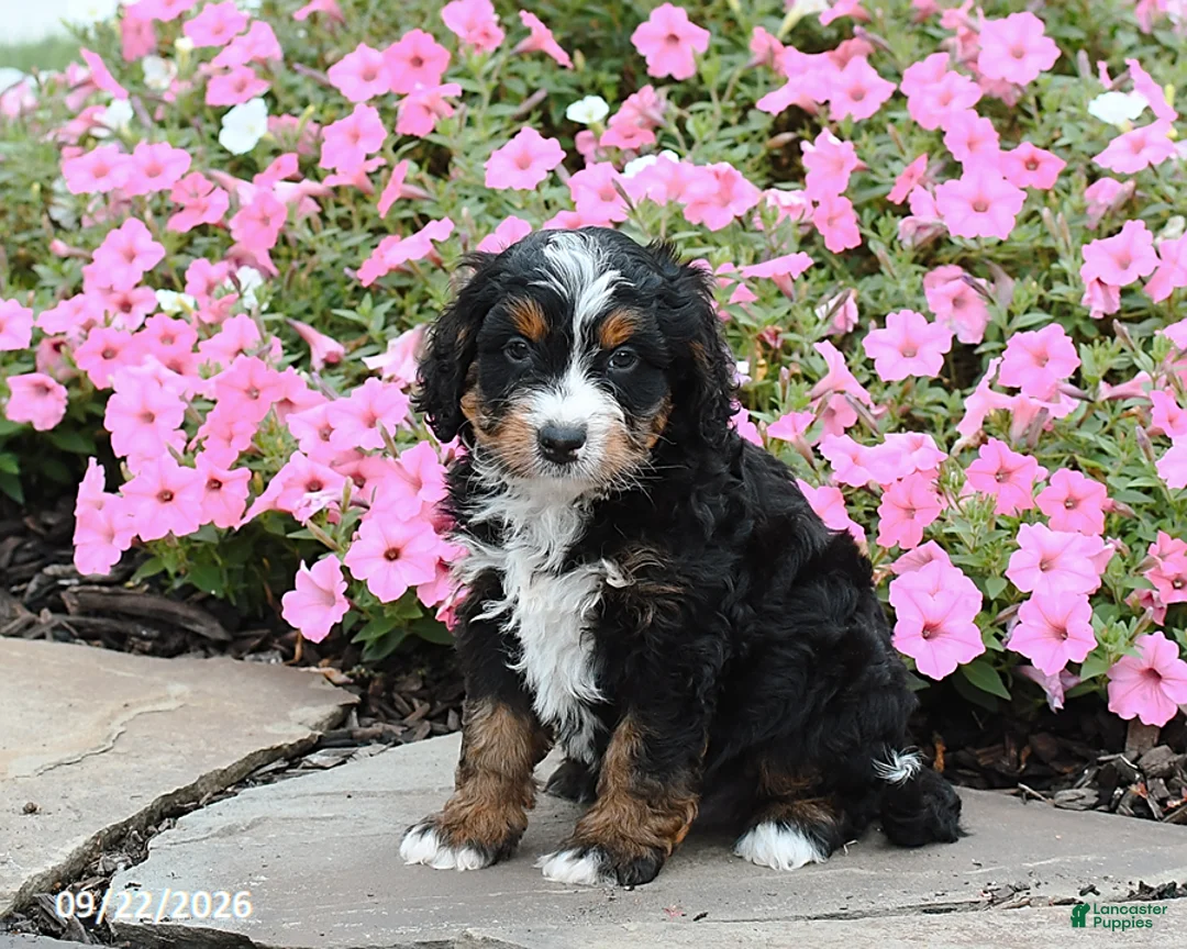 Mini Bernedoodle dogs for sale: Andrew - Ad 2