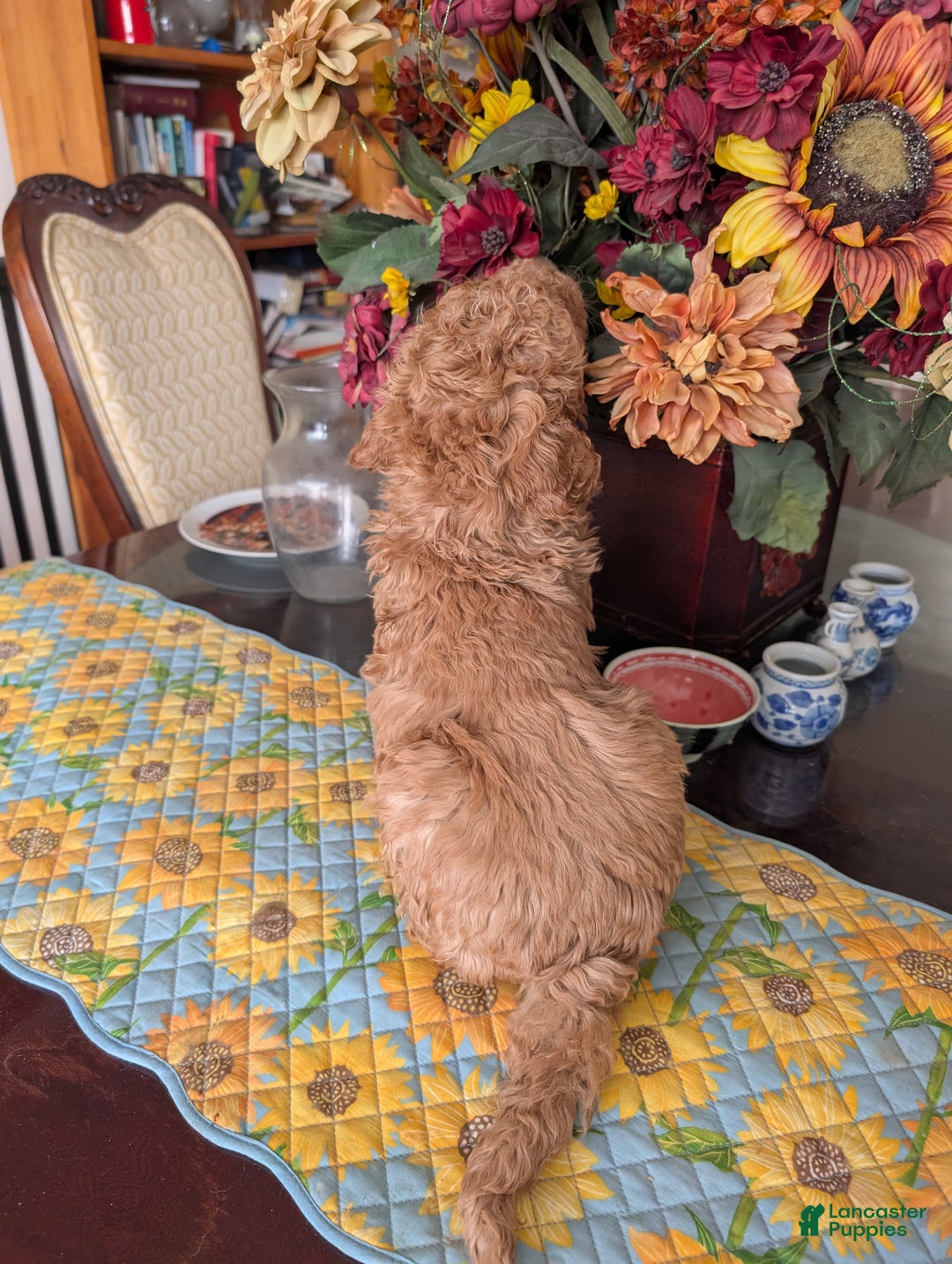 Goldendoodle dogs for sale: Steve - Ad 8