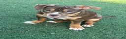 American Bully dogs for sale: Toasty - Ad 5