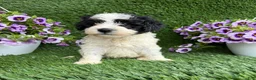 Mixed Breed dogs for sale: Bixby - Ad 4