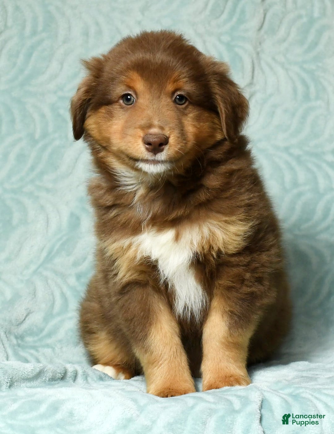 Australian Shepherd dogs for sale: Max - Ad 7