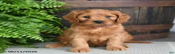 Cavapoo dogs for sale: Tyrian - Ad 3