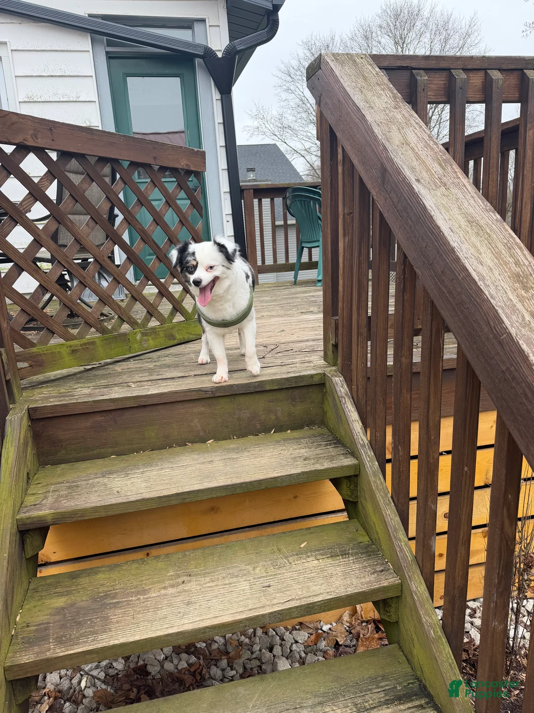 Miniature Australian Shepherd dogs for sale: Miniature Australian Shepherd Puppy 1 - Ad 5