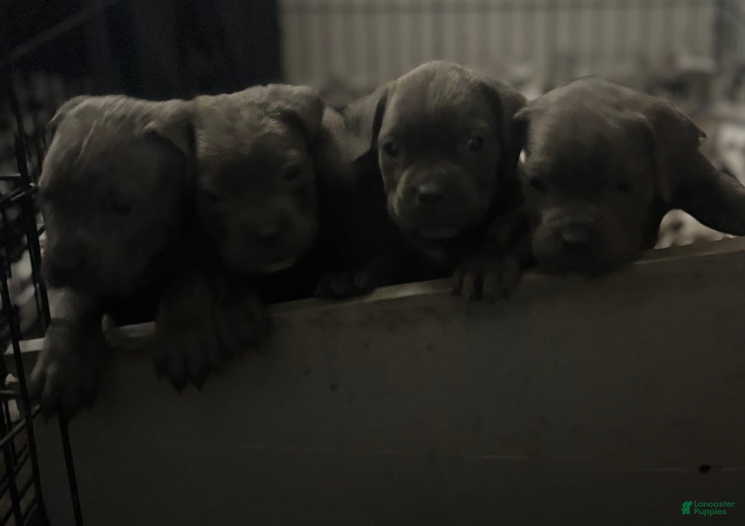 Cane Corso dogs for sale: Shila  - Ad 5