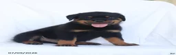Rottweiler dogs for sale: Sambo - Ad 5