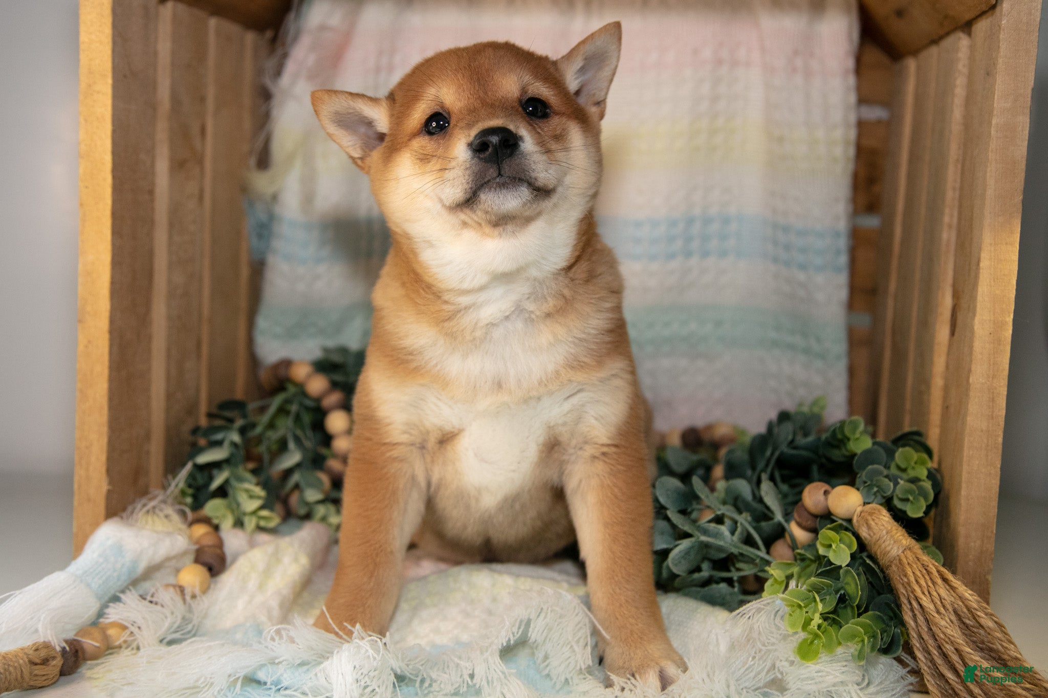 Shiba Inu dogs Lottie - Ad 1