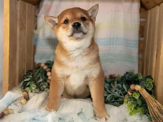 Shiba Inu dogs for sale: Lottie - Ad 3