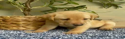 Labrador Retriever dogs for sale: Black - Ad 4