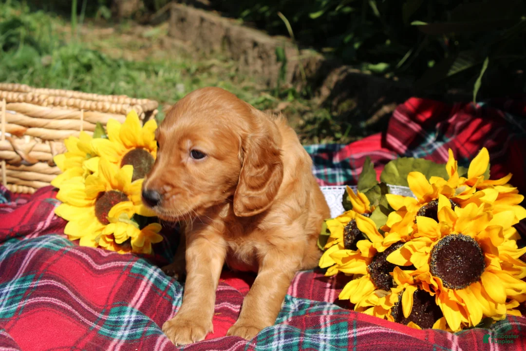Mixed Breed dogs for sale: Daisy - Irish Goldendoodle  - Ad 2
