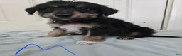 Mixed Breed dogs for sale: Red collar - Ad 2