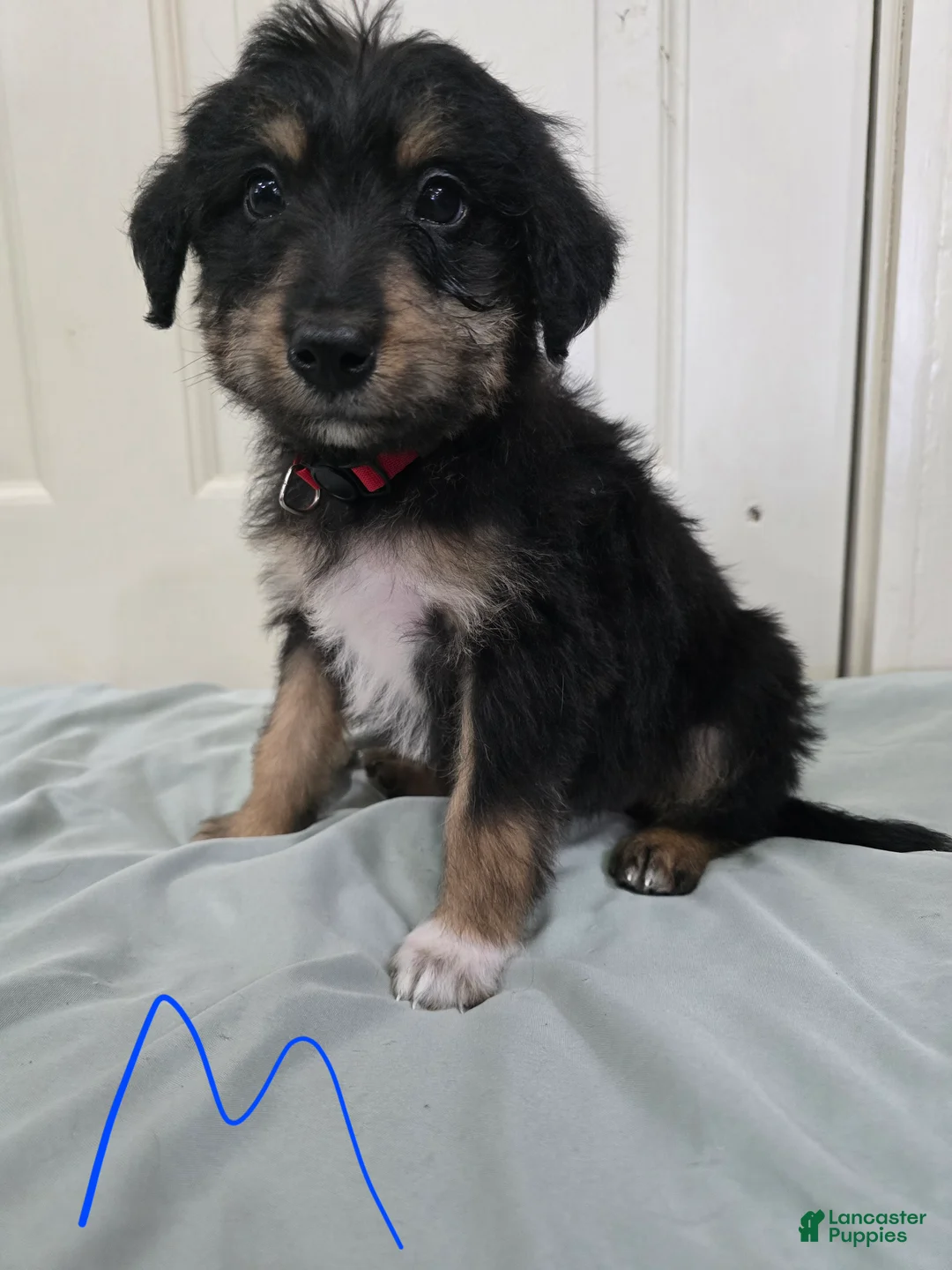 Mixed Breed dogs for sale: Red collar - Ad 2