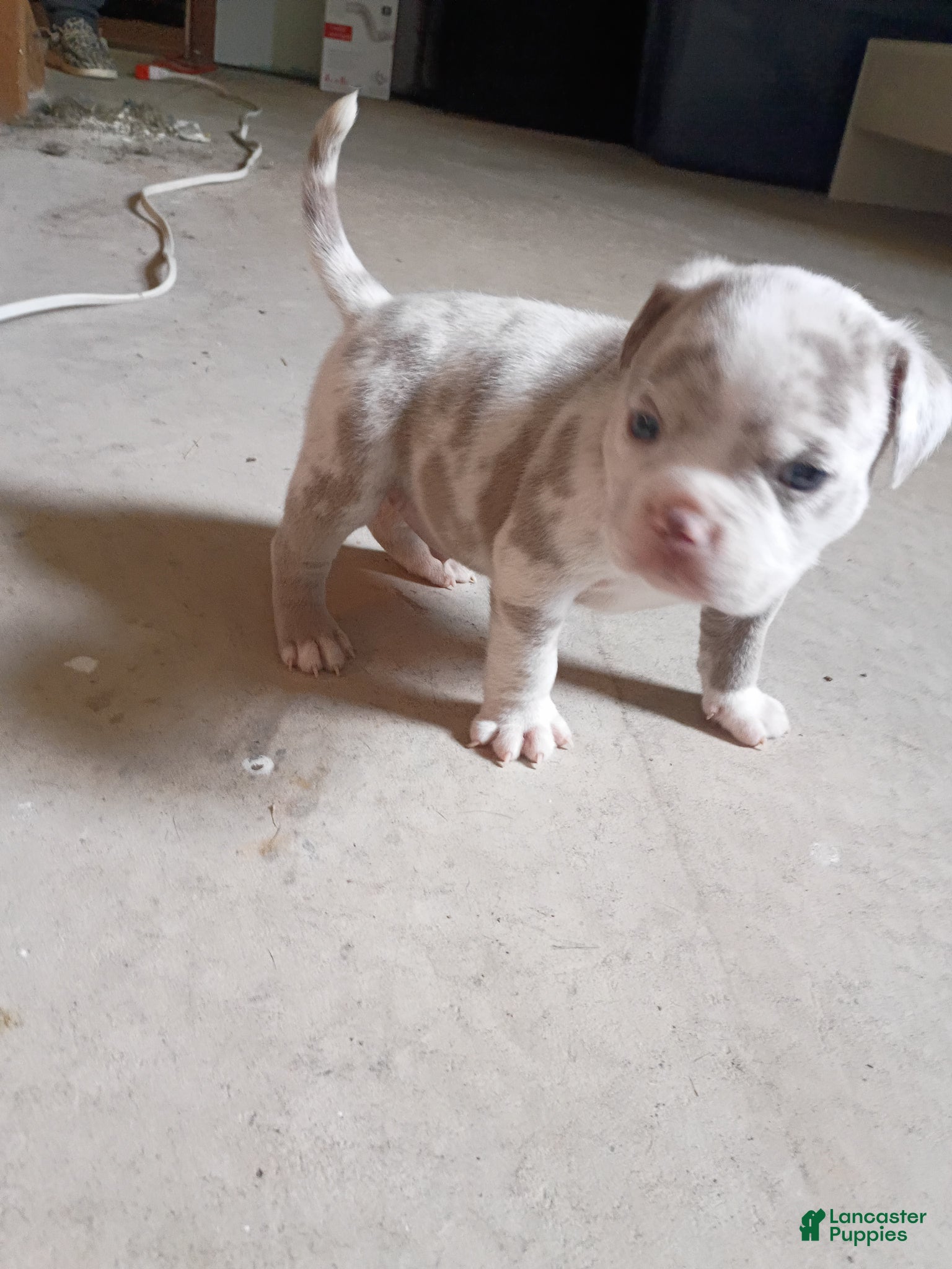 American Bully dogs American Bully Puppy 1 - Ad 1