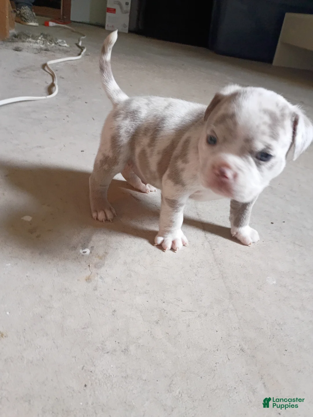 American Bully dogs for sale: American Bully Puppy 1 - Ad 1