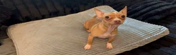 Chihuahua dogs for sale: Mrs anna  - Ad 7