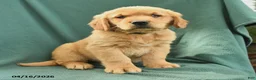 Golden Retriever dogs for sale: Roy  - Ad 3