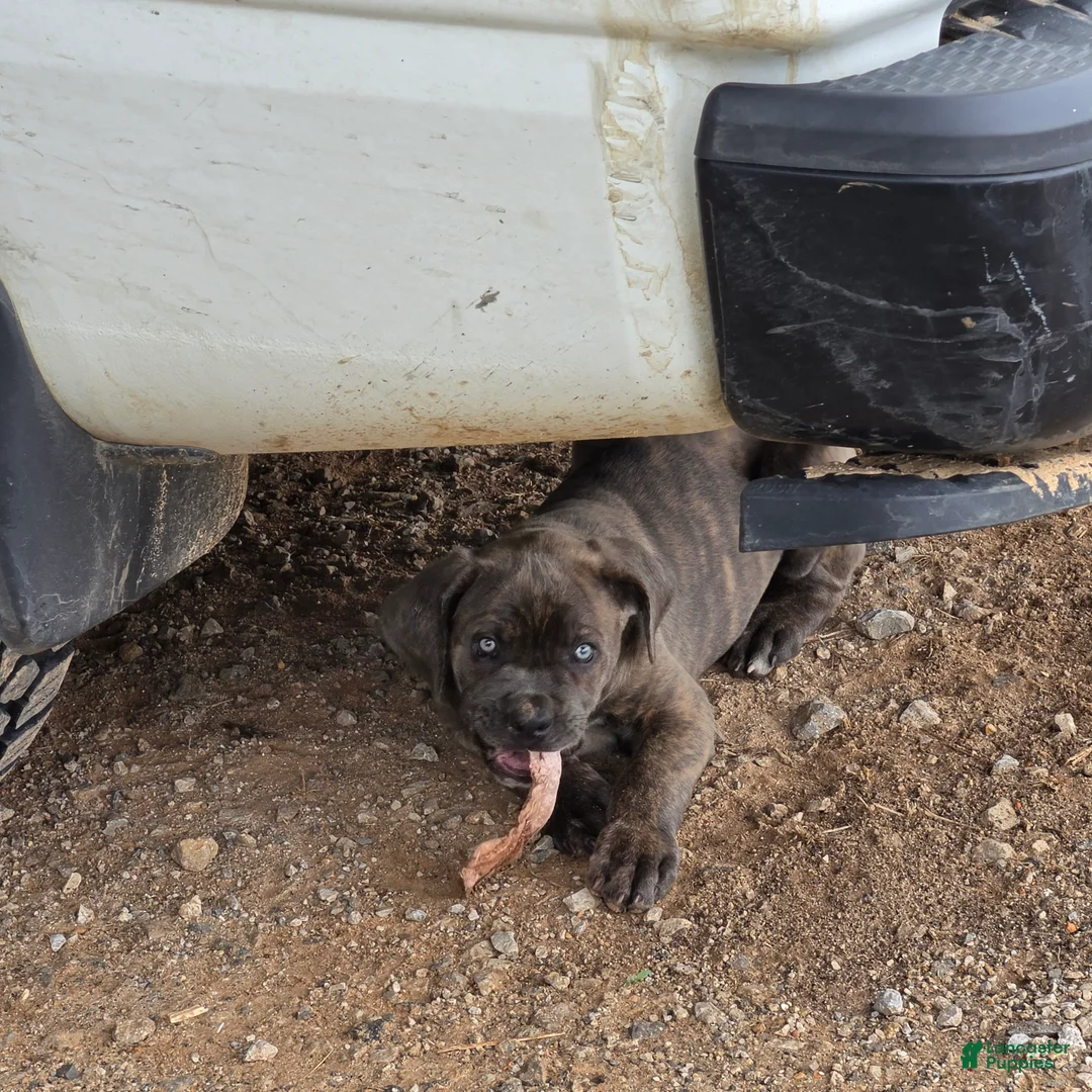 Cane Corso dogs for sale: Cane Corso Puppy 1 - Ad 1