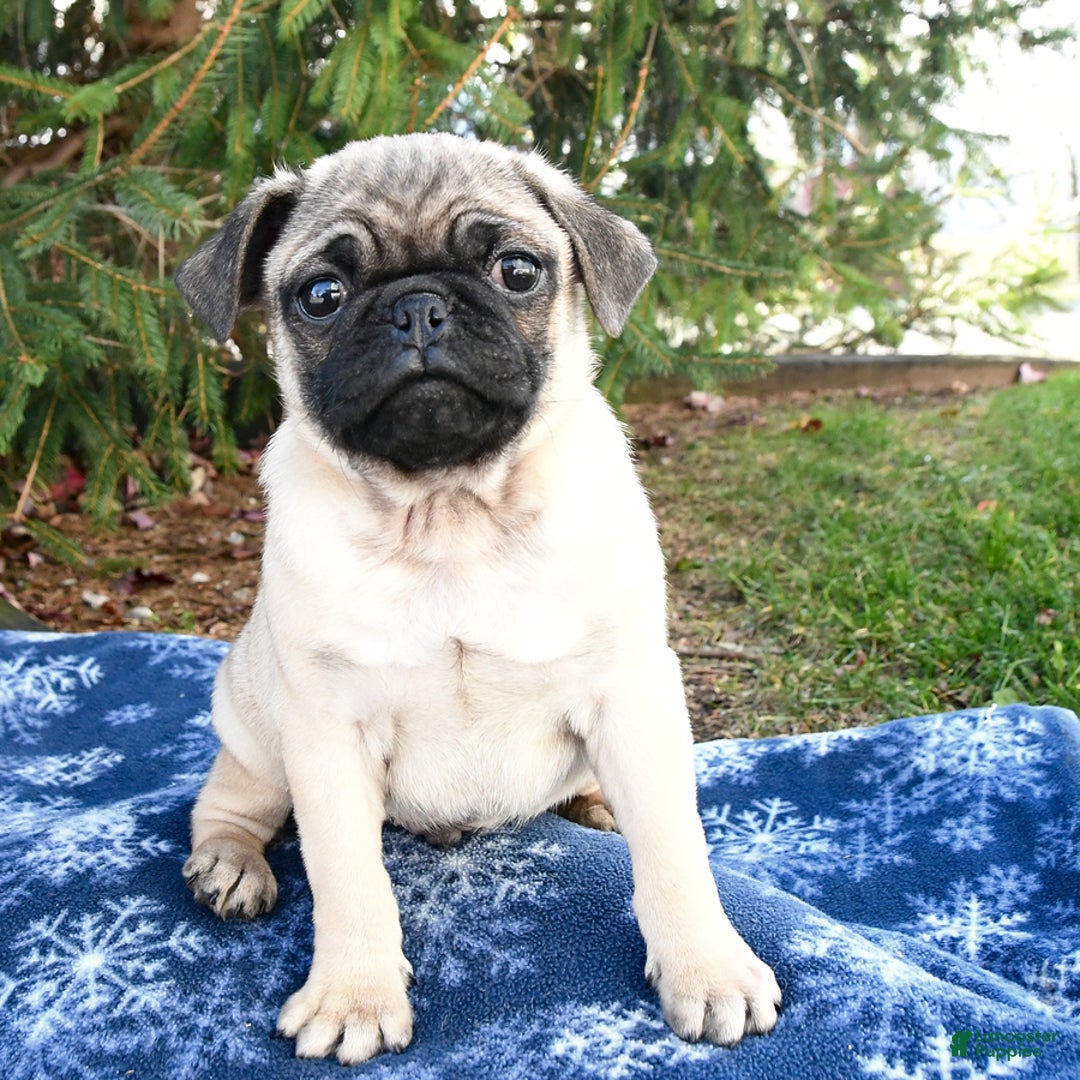 Pug dogs for sale: Cookie - Ad 3