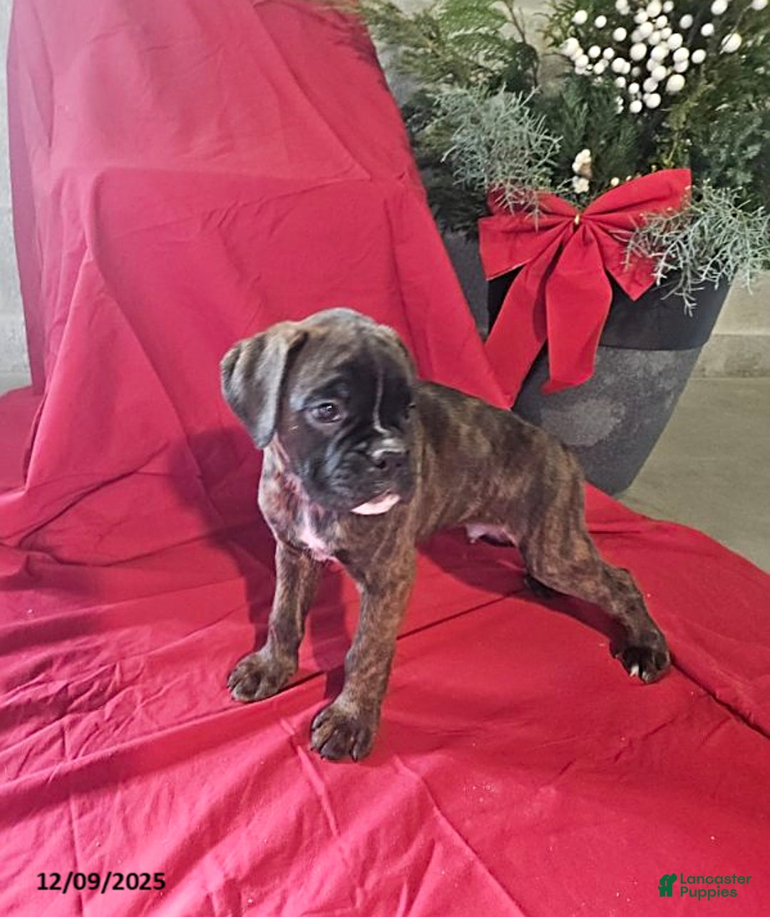 Boxer dogs for sale: Vixen - Ad 2