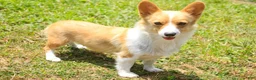 Welsh Corgi Pembroke dogs for sale: Josie Welsh Corgi Pembroke  - Ad 9