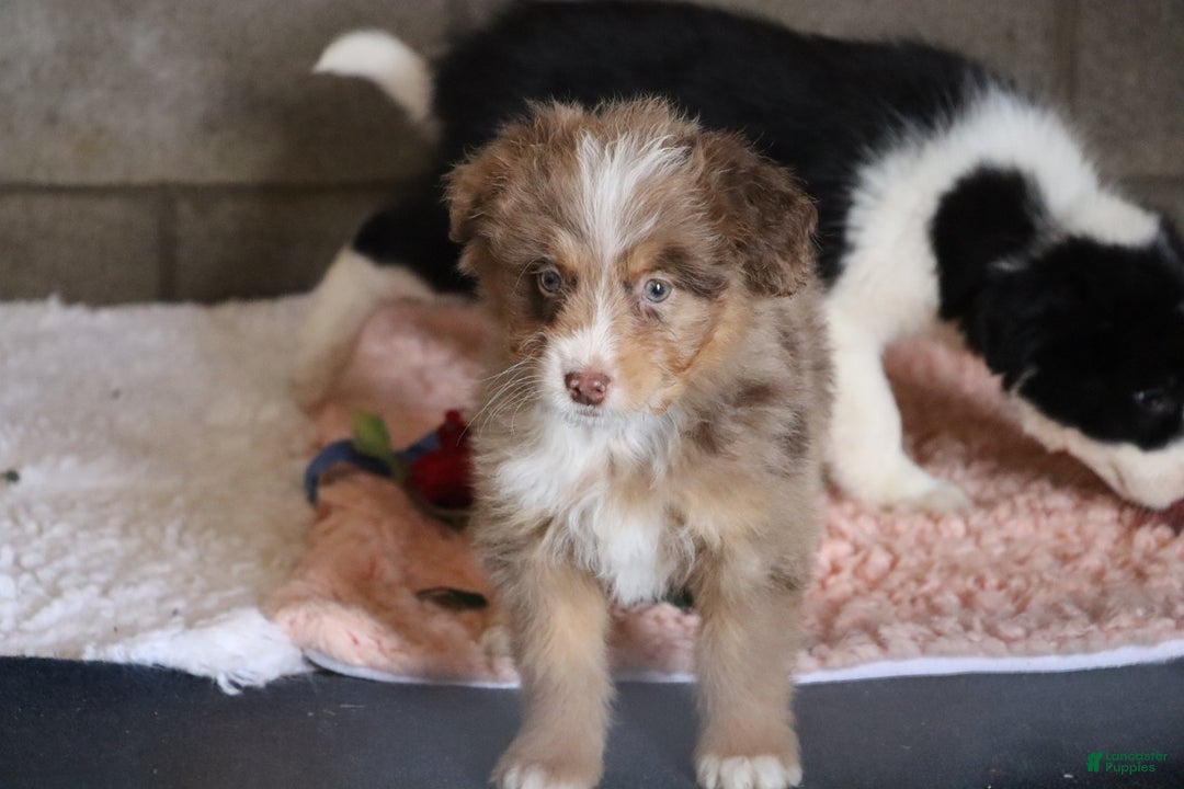 Mixed Breed dogs for sale:  chase - Ad 2