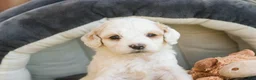 Mixed Breed dogs for sale: Gnome MUNCHKIN BERNEDOODLE - Ad 9